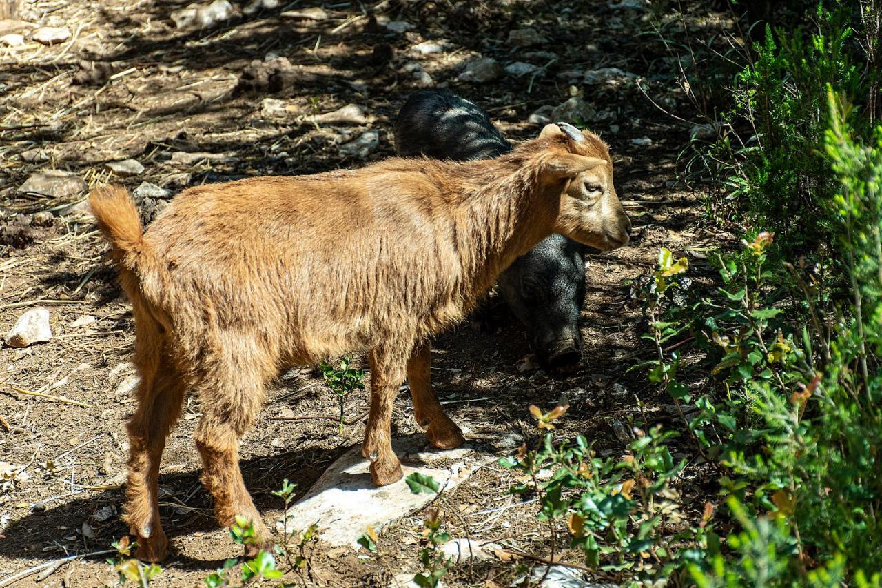 Casal Das Fontainhas Алкобаса Екстер'єр фото